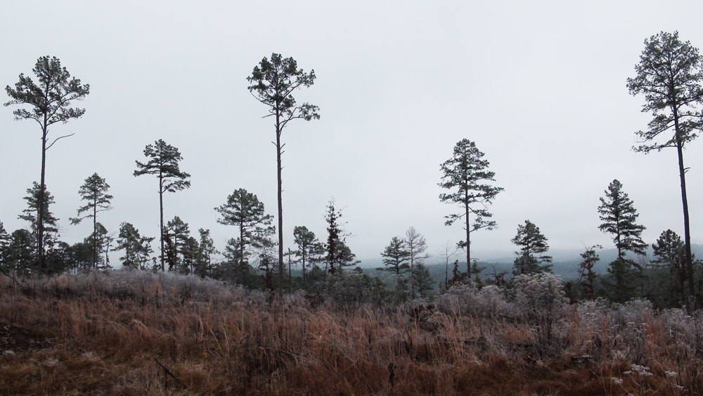 Arkansas Winter Landscape